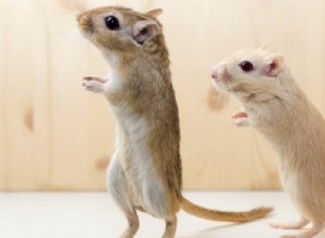 Gerbils가 서로를 죽일 수 있는 이유 이해하기 
