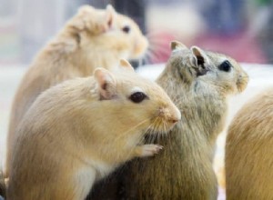 スナネズミの寿命と世話:あなたの小さな仲間がどれくらい生きると予想されるか 