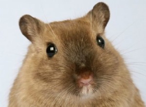 Могут ли песчанки безопасно включать сельдерей в свой рацион? 