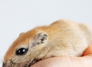 Svanshalka hos gerbiler:orsaker, symtom och förebyggande 