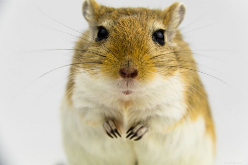 Houden gerbils een winterslaap? Wat u moet weten over hun gedrag bij koud weer 