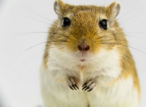 Gerbils는 동면합니까? 추운 날씨 행동에 대해 알아야 할 사항 
