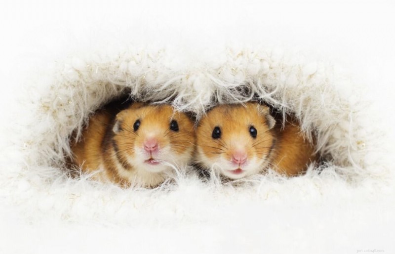 Hoe groot worden gerbils? Grootte, groei en levensduur uitgelegd 