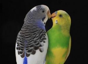 セキセイインコの最適な温度:健康なペットのための屋内および屋外のガイドライン 