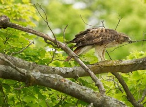 15 specie di falchi statunitensi:i loro habitat, diete e caratteristiche iconiche 