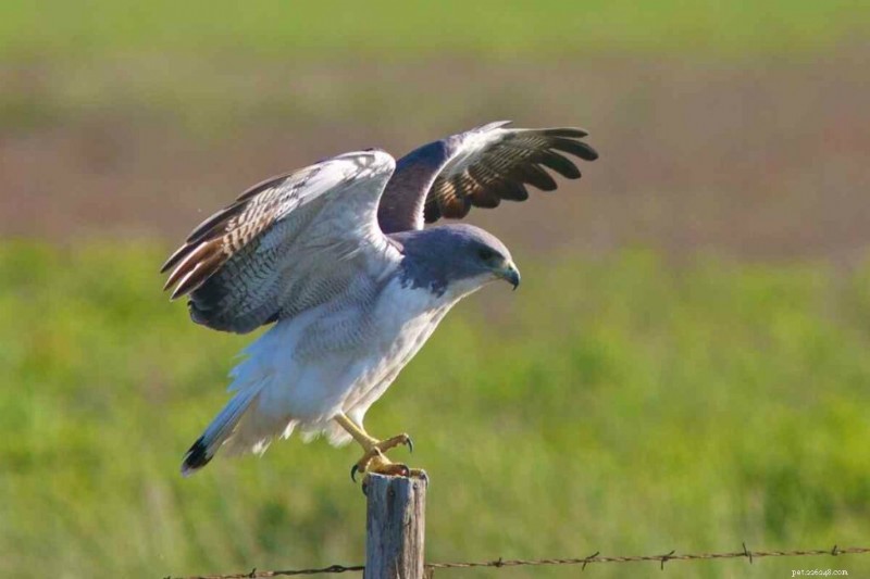 15 Amerikaanse haviksoorten – hun habitat, diëten en iconische kenmerken 