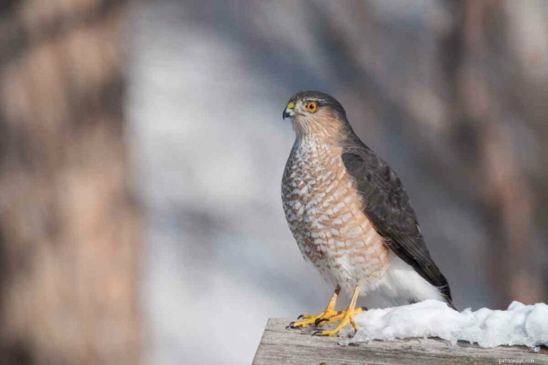 15 Amerikaanse haviksoorten – hun habitat, diëten en iconische kenmerken 