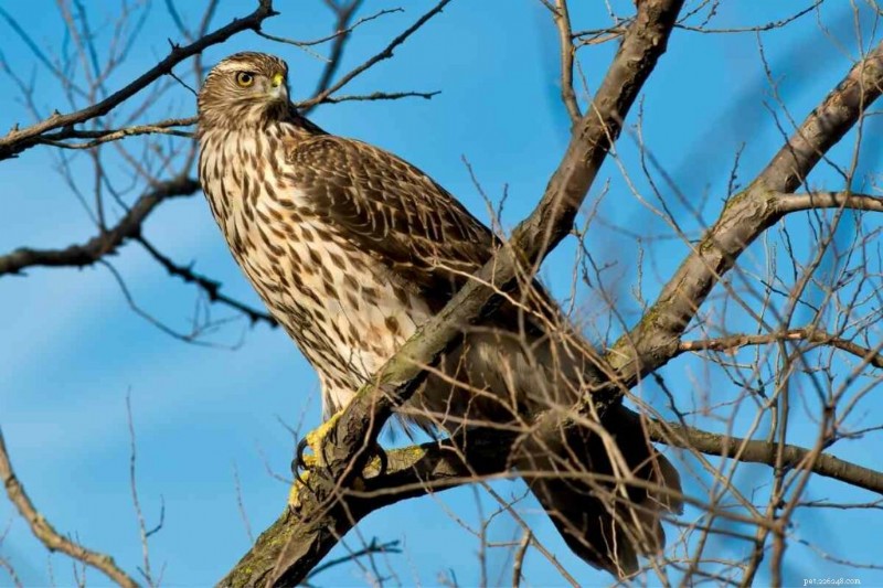 15 Amerikaanse haviksoorten – hun habitat, diëten en iconische kenmerken 