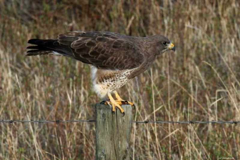 15 Amerikaanse haviksoorten – hun habitat, diëten en iconische kenmerken 