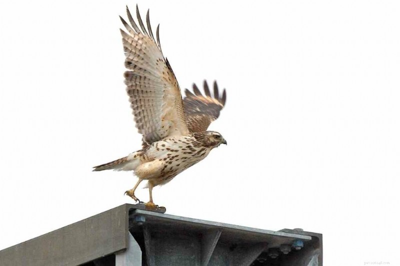 15 Amerikaanse haviksoorten – hun habitat, diëten en iconische kenmerken 