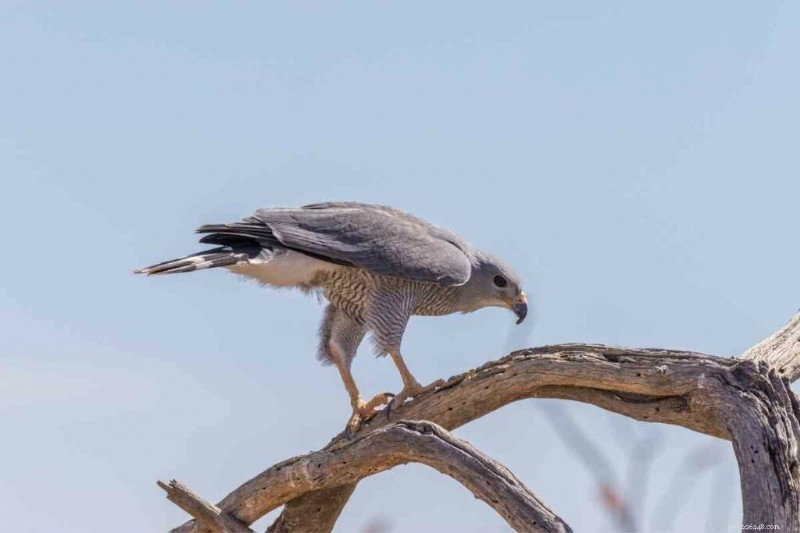 15 Amerikaanse haviksoorten – hun habitat, diëten en iconische kenmerken 