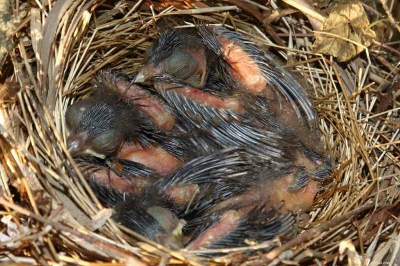 Cosa mangiano i piccoli cardinali? Una guida completa alla dieta dei loro giovani uccelli 