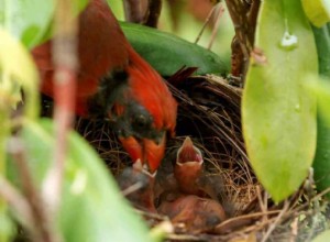 Cosa mangiano i piccoli cardinali? Una guida completa alla dieta dei loro giovani uccelli 