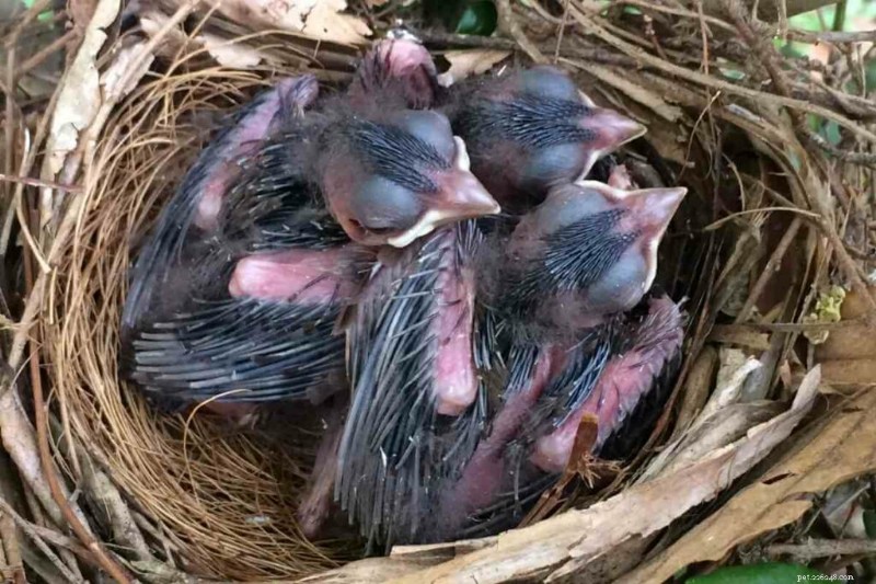 Cosa mangiano i piccoli cardinali? Una guida completa alla dieta dei loro giovani uccelli 