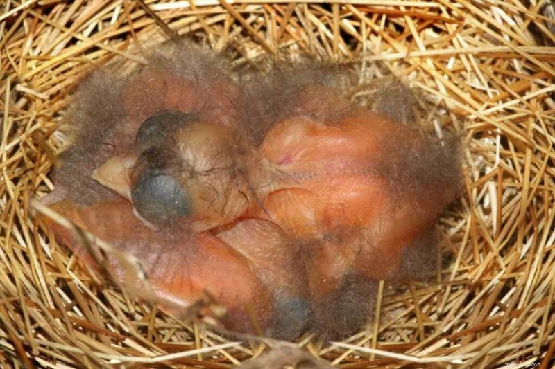 Cosa mangiano i piccoli cardinali? Una guida completa alla dieta dei loro giovani uccelli 