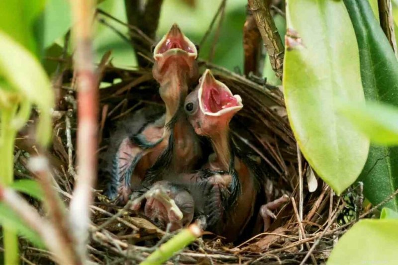 Cosa mangiano i piccoli cardinali? Una guida completa alla dieta dei loro giovani uccelli 