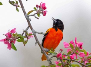 Proč Orioles mizí z krmítek – a jak je udržet, aby se vracely 