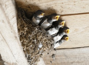 8 проверенных способов не дать ласточкам гнездиться в вашем доме 