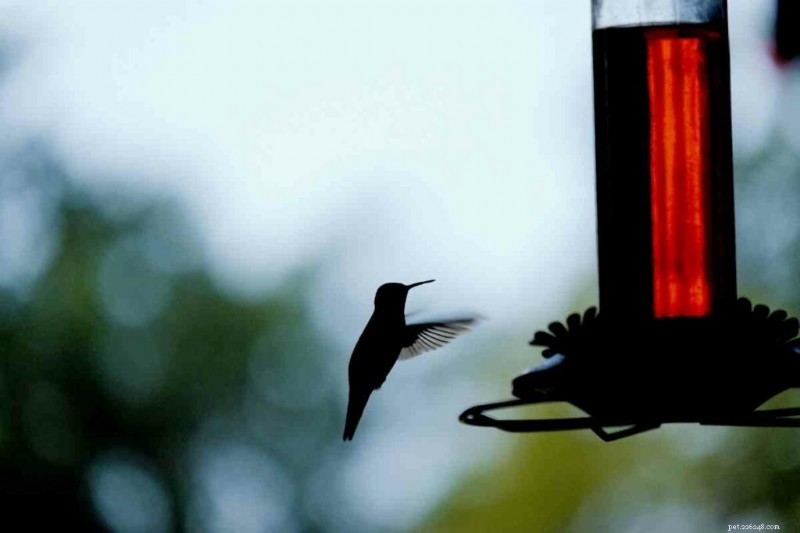 Hoe warm is te warm? Kolibrie-nectar veilig beheren in de zomer 