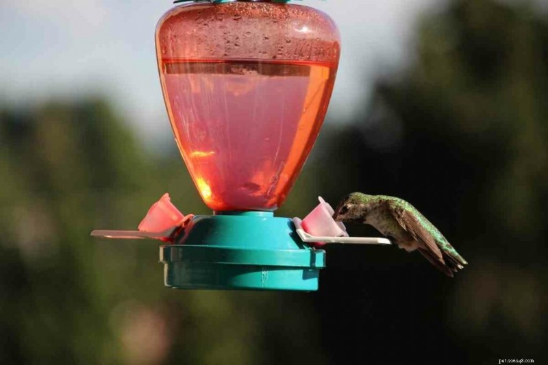 Hoe warm is te warm? Kolibrie-nectar veilig beheren in de zomer 