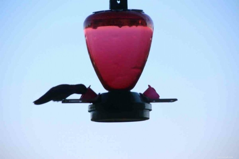 Hoe warm is te warm? Kolibrie-nectar veilig beheren in de zomer 