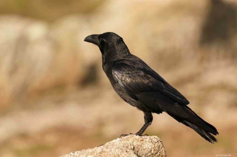 Os corvos atacam os pombos? Compreendendo o comportamento do corvo e como coexistir 