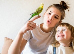 家族に優しいオウム トップ 5:羽毛のある完璧なパートナーの選択 