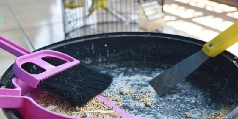 10 astuces éprouvées pour nettoyer les cages à oiseaux – #2 change la donne 