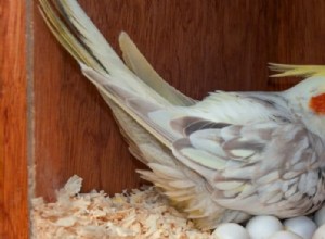 シナモンパールオカメインコガイド:飼い方、性格、初心者向けのヒント 
