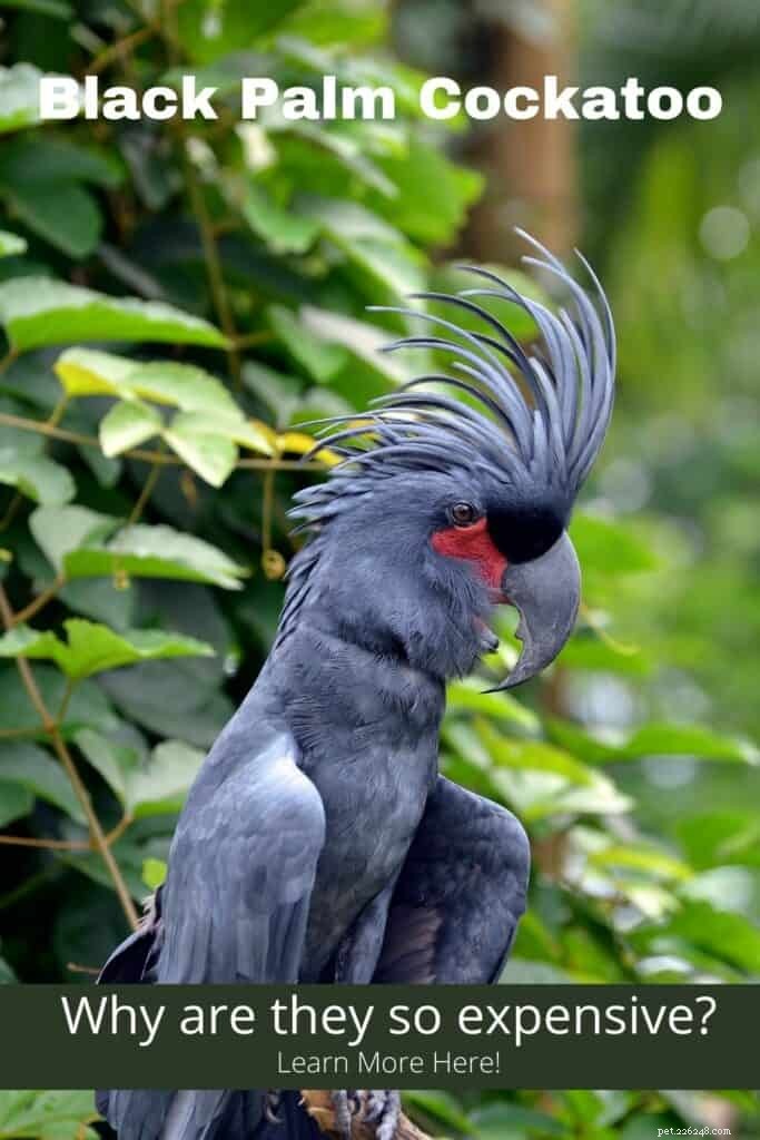 Le coût du cacatoès noir expliqué :pourquoi ces oiseaux majestueux sont si chers 