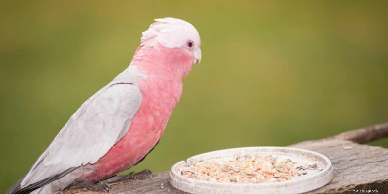 Le guide ultime des perroquets rouges :5 espèces époustouflantes expliquées 
