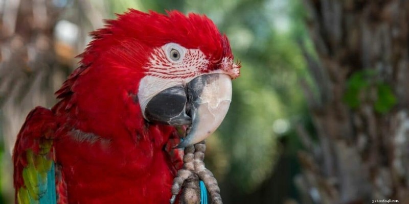Le guide ultime des perroquets rouges :5 espèces époustouflantes expliquées 