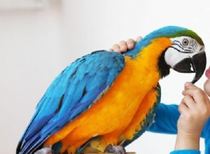 Líbá papoušci opravdu? Profesionální průvodce jejich láskyplným chováním 