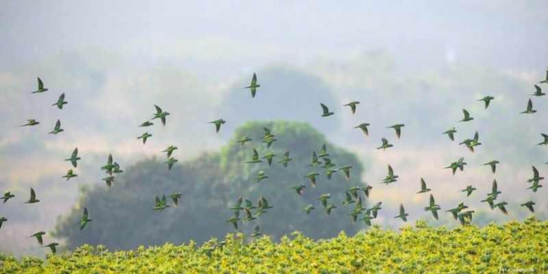 オウムはどこまで飛べますか?距離と飛行パターンを理解する 