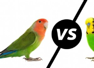 コザクラインコとインコ:人気のインコの違いは何ですか? 