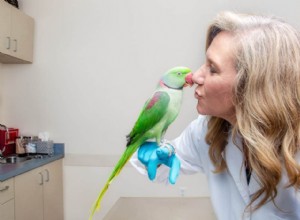 잉꼬가 소변을 보나요? 잉꼬 배설물에 대한 종합 가이드 