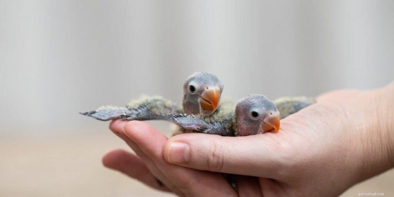 Deskundige gids voor het opvoeden en verzorgen van babypapegaaien (2024) 