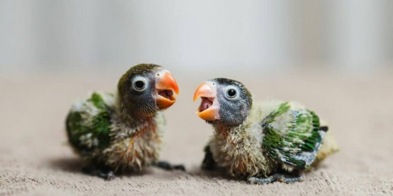 Deskundige gids voor het opvoeden en verzorgen van babypapegaaien (2024) 