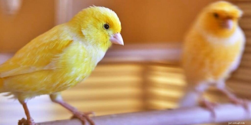 7 oiseaux de compagnie silencieux qui ne dérangeront pas vos voisins 
