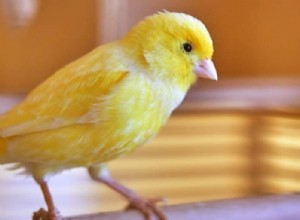 7 tichých mazlíčků, kteří nebudou rušit vaše sousedy 