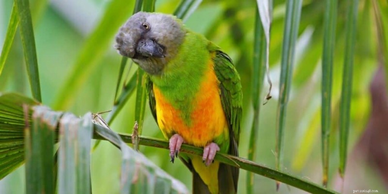 7 oiseaux de compagnie silencieux qui ne dérangeront pas vos voisins 