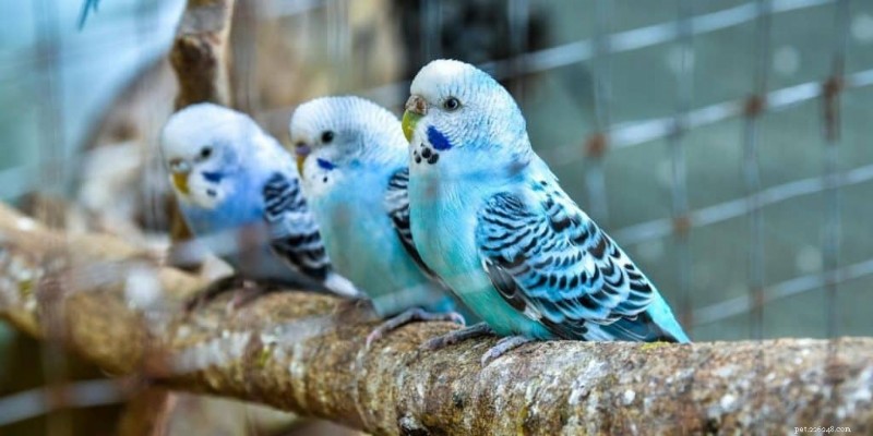 7 oiseaux de compagnie silencieux qui ne dérangeront pas vos voisins 