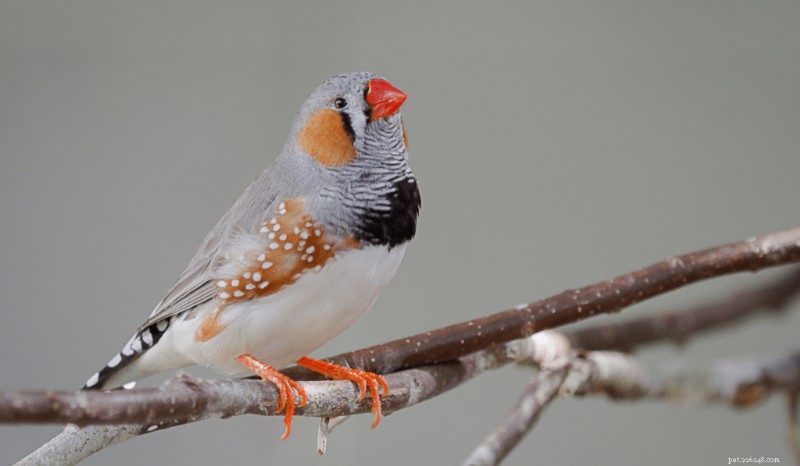 7 oiseaux de compagnie silencieux qui ne dérangeront pas vos voisins 