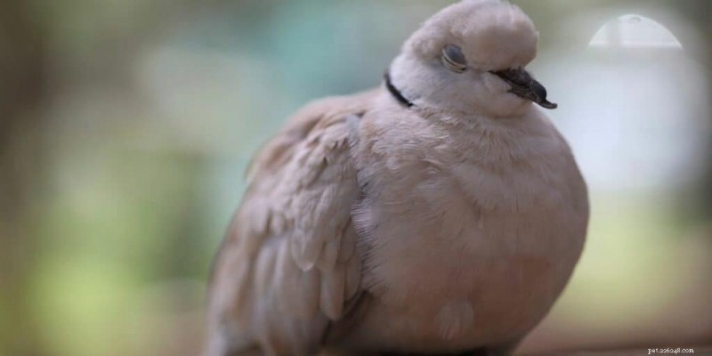7 oiseaux de compagnie silencieux qui ne dérangeront pas vos voisins 