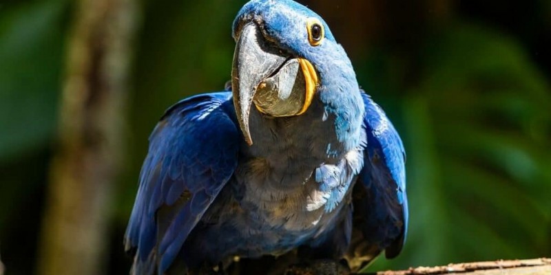 7 oiseaux de compagnie exotiques :chers, rares et exigeants en soins 