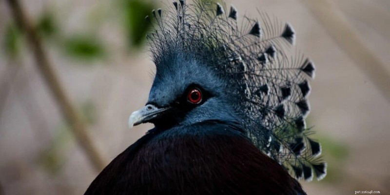 7 oiseaux de compagnie exotiques :chers, rares et exigeants en soins 