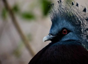 7 種類の珍しいペットの鳥:高価で、希少で、世話が必要 