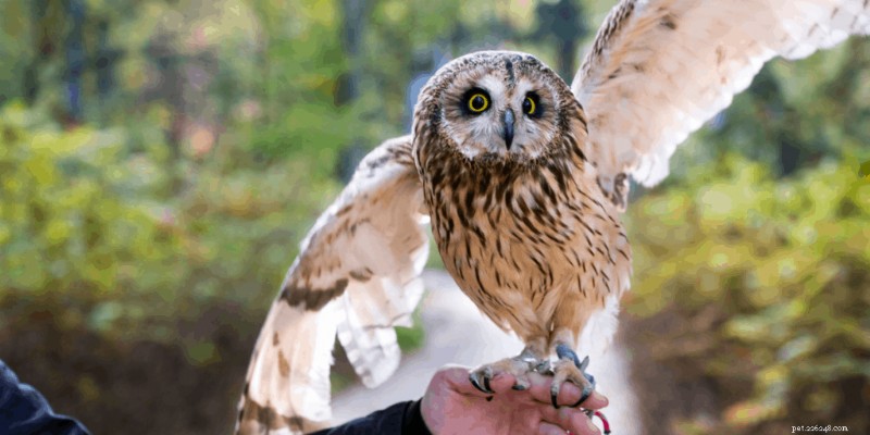 7 oiseaux de compagnie exotiques :chers, rares et exigeants en soins 