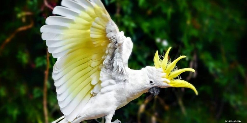 7 oiseaux de compagnie exotiques :chers, rares et exigeants en soins 
