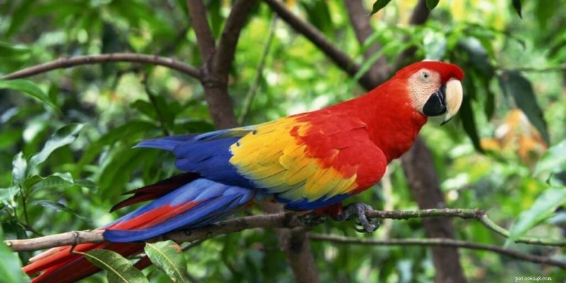 7 oiseaux de compagnie exotiques :chers, rares et exigeants en soins 